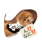 ベクの日々（個別スタンプ：5）