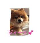 ベクの日々（個別スタンプ：7）