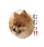 ベクの日々（個別スタンプ：8）
