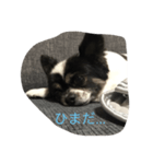 小太郎 日常編（個別スタンプ：6）