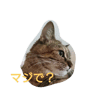 菊ちゃんを愛でたいだけのスタンプ（個別スタンプ：11）