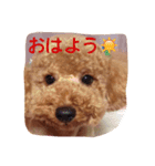 トイプードルのチップくん（個別スタンプ：4）
