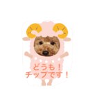 トイプードルのチップくん（個別スタンプ：5）