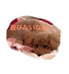 トイプードルのチップくん（個別スタンプ：7）