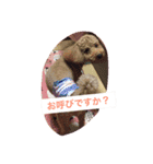 トイプードルのチップくん（個別スタンプ：8）