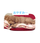 トイプードルのチップくん（個別スタンプ：9）
