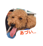 トイプードルのチップくん（個別スタンプ：10）