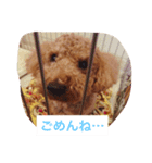 トイプードルのチップくん（個別スタンプ：11）