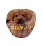 トイプードルのチップくん（個別スタンプ：13）