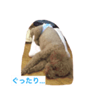 トイプードルのチップくん（個別スタンプ：14）