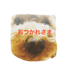 トイプードルのチップくん（個別スタンプ：16）