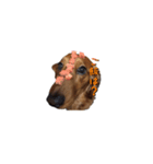 愛犬ニッチ（個別スタンプ：1）