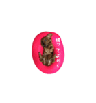 愛犬ニッチ（個別スタンプ：2）