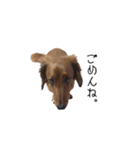 愛犬ニッチ（個別スタンプ：3）