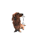 愛犬ニッチ（個別スタンプ：4）