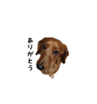 愛犬ニッチ（個別スタンプ：6）