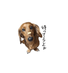 愛犬ニッチ（個別スタンプ：7）