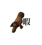 愛犬ニッチ（個別スタンプ：8）
