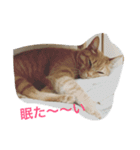 ちゃとる と こてつ（個別スタンプ：1）
