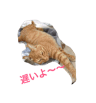 ちゃとる と こてつ（個別スタンプ：2）