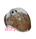 ちゃとる と こてつ（個別スタンプ：4）