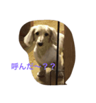 ちゃとる と こてつ（個別スタンプ：7）