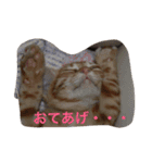 ちゃとる と こてつ（個別スタンプ：8）
