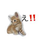 ちゃとる と こてつ（個別スタンプ：11）