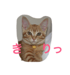 ちゃとる と こてつ（個別スタンプ：16）