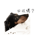 Sausage dog bling bling love to speak（個別スタンプ：2）