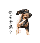 Sausage dog bling bling love to speak（個別スタンプ：3）