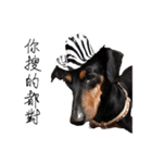 Sausage dog bling bling love to speak（個別スタンプ：4）