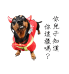 Sausage dog bling bling love to speak（個別スタンプ：6）
