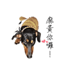 Sausage dog bling bling love to speak（個別スタンプ：7）