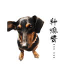 Sausage dog bling bling love to speak（個別スタンプ：8）
