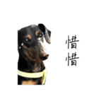 Sausage dog bling bling love to speak（個別スタンプ：10）