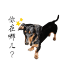 Sausage dog bling bling love to speak（個別スタンプ：11）