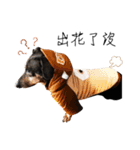 Sausage dog bling bling love to speak（個別スタンプ：14）