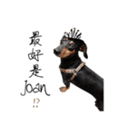 Sausage dog bling bling love to speak（個別スタンプ：15）