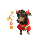 Sausage dog bling bling love to speak（個別スタンプ：16）