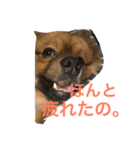 かつおくん1（個別スタンプ：3）