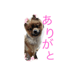 かつおくん1（個別スタンプ：6）