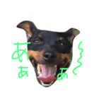 ミニピンロッティ（個別スタンプ：2）