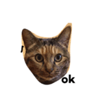 kirari cat（個別スタンプ：1）