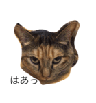 kirari cat（個別スタンプ：2）