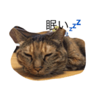 kirari cat（個別スタンプ：3）