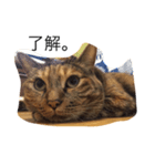 kirari cat（個別スタンプ：4）