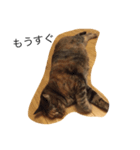 kirari cat（個別スタンプ：5）