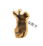 kirari cat（個別スタンプ：6）