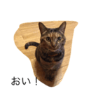 kirari cat（個別スタンプ：7）